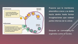 Propone que la membranaPropone que la membrana
plasmática crece y se doblaplasmática crece y se dobla
hacia dentro hasta formarhacia dentro hasta formar
invaginaciones que rodeaninvaginaciones que rodean
partes internas de la célulapartes internas de la célula
Después se convertirán enDespués se convertirán en
orgánelos como el núcleo.orgánelos como el núcleo.
 