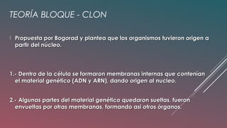TEORÍA BLOQUE - CLON
 Propuesta por Bogorad y plantea que los organismos tuvieron origen aPropuesta por Bogorad y plantea que los organismos tuvieron origen a
partir del núcleo.partir del núcleo.
1.- Dentro de la célula se formaron membranas internas que contenían1.- Dentro de la célula se formaron membranas internas que contenían
el material genético (ADN y ARN), dando origen al nucleo.el material genético (ADN y ARN), dando origen al nucleo.
2.- Algunas partes del material genético quedaron sueltas, fueron2.- Algunas partes del material genético quedaron sueltas, fueron
envueltas por otras membranas, formando asi otros órganos.envueltas por otras membranas, formando asi otros órganos.
 
