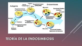 TEORÍA DE LA ENDOSIMBIOSISTEORÍA DE LA ENDOSIMBIOSIS
 