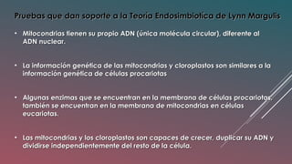 Pruebas que dan soporte a la Teoría Endosimbiotíca de Lynn MargulisPruebas que dan soporte a la Teoría Endosimbiotíca de Lynn Margulis
• Mitocondrias tienen su propio ADN (única molécula circular), diferente alMitocondrias tienen su propio ADN (única molécula circular), diferente al
ADN nuclear.ADN nuclear.
• La información genética de las mitocondrias y cloroplastos son similares a laLa información genética de las mitocondrias y cloroplastos son similares a la
información genética de células procariotasinformación genética de células procariotas
• Algunas enzimas que se encuentran en la membrana de células procariotas,Algunas enzimas que se encuentran en la membrana de células procariotas,
también se encuentran en la membrana de mitocondrias en célulastambién se encuentran en la membrana de mitocondrias en células
eucariotas.eucariotas.
• Las mitocondrias y los cloroplastos son capaces de crecer, duplicar su ADN yLas mitocondrias y los cloroplastos son capaces de crecer, duplicar su ADN y
dividirse independientemente del resto de la célula.dividirse independientemente del resto de la célula.
 