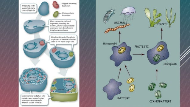Descubre la Teoría del Plegamiento de Membrana de Robertson: ¿Cómo funciona?_teorias Teoria del plegamiento de membrana robertson_teorias