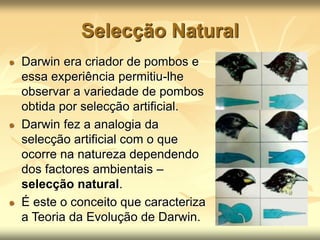 Selecção Natural
Darwin era criador de pombos e
essa experiência permitiu-lhe
observar a variedade de pombos
obtida por selecção artificial.
Darwin fez a analogia da
selecção artificial com o que
ocorre na natureza dependendo
dos factores ambientais –
selecção natural.
É este o conceito que caracteriza
a Teoria da Evolução de Darwin.
 