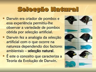 Selecção Natural
Selecção Natural
Darwin era criador de pombos e
Darwin era criador de pombos e
essa experiência permitiu-lhe
essa experiência permitiu-lhe
observar a variedade de pombos
observar a variedade de pombos
obtida por selecção artificial.
obtida por selecção artificial.
Darwin fez a analogia da selecção
Darwin fez a analogia da selecção
artificial com o que ocorre na
artificial com o que ocorre na
natureza dependendo dos factores
natureza dependendo dos factores
ambientais –
ambientais – selecção natural
selecção natural.
.
É este o conceito que caracteriza a
É este o conceito que caracteriza a
Teoria da Evolução de Darwin.
Teoria da Evolução de Darwin.
 