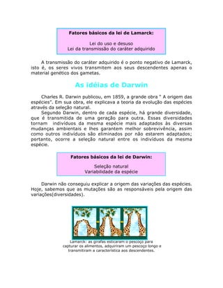 A transmissão do caráter adquirido é o ponto negativo de Lamarck,
isto é, os seres vivos transmitem aos seus descendentes apenas o
material genético dos gametas.
As idéias de Darwin
Charles R. Darwin publicou, em 1859, a grande obra “ A origem das
espécies”. Em sua obra, ele explicava a teoria da evolução das espécies
através da seleção natural.
Segundo Darwin, dentro de cada espécie, há grande diversidade,
que é transmitida de uma geração para outra. Essas diversidades
tornam indivíduos da mesma espécie mais adaptados às diversas
mudanças ambientais e lhes garantem melhor sobrevivência, assim
como outros indivíduos são eliminados por não estarem adaptados;
portanto, ocorre a seleção natural entre os indivíduos da mesma
espécie.
Darwin não conseguiu explicar a origem das variações das espécies.
Hoje, sabemos que as mutações são as responsáveis pela origem das
variações(diversidades).
Lamarck: as girafas esticaram o pescoço para
capturar os alimentos, adquiriram um pescoço longo e
transmitiram a característica aos descendentes.
Fatores básicos da lei de Lamarck:
Lei do uso e desuso
Lei da transmissão do caráter adquirido
Fatores básicos da lei de Darwin:
Seleção natural
Variabilidade da espécie
 