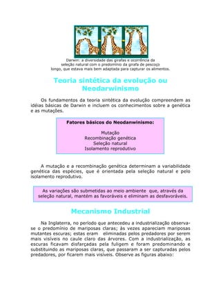 Darwin: a diversidade das girafas e ocorrência da
seleção natural com o predomínio da girafa de pescoço
longo, que estava mais bem adaptada para capturar os alimentos.
Teoria sintética da evolução ou
Neodarwinismo
Os fundamentos da teoria sintética da evolução compreendem as
idéias básicas de Darwin e incluem os conhecimentos sobre a genética
e as mutações.
A mutação e a recombinação genética determinam a variabilidade
genética das espécies, que é orientada pela seleção natural e pelo
isolamento reprodutivo.
Mecanismo Industrial
Na Inglaterra, no período que antecedeu a industrialização observa-
se o predomínio de mariposas claras; às vezes apareciam mariposas
mutantes escuras; estas eram eliminadas pelos predadores por serem
mais visíveis no caule claro das árvores. Com a industrialização, as
escuras ficavam disfarçadas pela fuligem e foram predominando e
substituindo as mariposas claras, que passaram a ser capturadas pelos
predadores, por ficarem mais visíveis. Observe as figuras abaixo:
As variações são submetidas ao meio ambiente que, através da
seleção natural, mantém as favoráveis e eliminam as desfavoráveis.
Fatores básicos do Neodanwinismo:
Mutação
Recombinação genética
Seleção natural
Isolamento reprodutivo
 