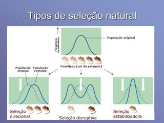 Tipos de seleção natural
Seleção
direcional Seleção disruptiva
Seleção
estabilizadora
 