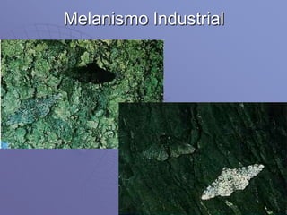 Melanismo Industrial
 