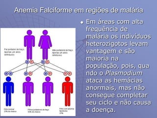Anemia Falciforme em regiões de malária
 Em áreas com alta
frequência de
malária os indivíduos
heterozigotos levam
vantagem e são
maioria na
população, pois, qua
ndo o Plasmodium
ataca as hemácias
anormais, mas não
consegue completar
seu ciclo e não causa
a doença.
 