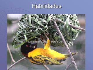 Habilidades
 