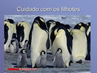 Cuidado com os filhotes
 