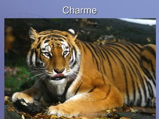 Charme
 