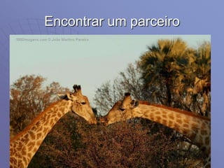 Encontrar um parceiro
 