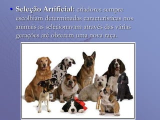 • Seleção Artificial: criadores sempre
escolhiam determinadas características nos
animais as selecionavam através das várias
gerações até obterem uma nova raça.
 
