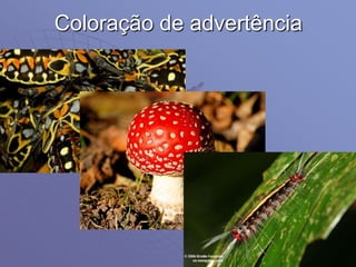 Coloração de advertência
 