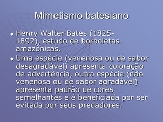 Mimetismo batesiano
 Henry Walter Bates (1825-
1892), estudo de borboletas
amazônicas.
 Uma espécie (venenosa ou de sabor
desagradável) apresenta coloração
de advertência, outra espécie (não
venenosa ou de sabor agradável)
apresenta padrão de cores
semelhantes e é beneficiada por ser
evitada por seus predadores.
 