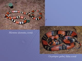 Micrurus decoratus, coral
Oxyrhopus guibei, falsa coral
 