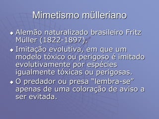 Mimetismo mülleriano
 Alemão naturalizado brasileiro Fritz
Müller (1822-1897).
 Imitação evolutiva, em que um
modelo tóxico ou perigoso é imitado
evolutivamente por espécies
igualmente tóxicas ou perigosas.
 O predador ou presa “lembra-se”
apenas de uma coloração de aviso a
ser evitada.
 