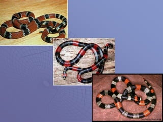 Teorias de evolução