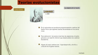 s. XIX
Propone la primera amplia teoría de la evolución
José Ramón
En la naturaleza se producen progresivamente cambios del
medio físico que suponen nuevas necesidades en los seres
vivos.
Para sobrevivir, los seres vivos han de adaptarse al medio,
gracias a un resorte interior que desencadena los cambios
necesarios.
Alguno de esos cambios son : hiperdesarrollo, atrofia o
creación de órganos nuevos.
LAMARCK
La adaptación al medioLamarckismo
Evolucionismo
Darwinismo
Genética
Neodarwinismo
Alternativas
Lamarckismo
Teorías evolucionistas
 