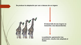 Se produce la adaptación por uso o desuso de un órgano
El desarrollo de ese órgano se
transmite a los descendientes
La población, generación tras
generación, resulta más adaptada al
medio
 