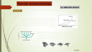 José Ramón
Quienes sobreviven y se reproducen? Los más fuertes
En el seno de los grupos se producen naturalmente variaciones,
algunas favorables y otras desfavorables. Aquellos individuos
que desarrollan variaciones favorables (radiación adaptativa) se
encuentran en mejores condiciones para sobrevivir y dejar
descendencia .
La selección natural
Resultado de aquel viaje fue su teoría de la selección natural.
No todos los que nacen sobreviven y se reproducen.
De Malthus toma la idea de que mientras los alimentos
crecen en proporción aritmética, la población lo hace de
forma geométrica. En un momento determinado del proceso
se alcanzará el punto crítico: no se dispondría de alimentos
suficientes.
Lamarckismo
Evolucionismo
Darwinismo
Genética
Neodarwinismo
Alternativas
Darwinismo
Teorías evolucionistas
 