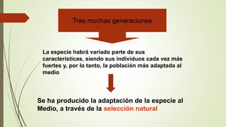 Tras muchas generaciones
La especie habrá variado parte de sus
características, siendo sus individuos cada vez más
fuertes y, por lo tanto, la población más adaptada al
medio
Se ha producido la adaptación de la especie al
Medio, a través de la selección natural
 