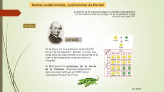 Antecedente
Lamarckismo
Evolucionismo
Darwinismo
Genética
Neodarwinismo
Alternativas
Genética
José Ramón
La teoría de la evolución adquirió una nueva perspectiva
con los avances que se produjeron en la genética en los
albores del siglo XX.
En la época en la que Darwin publicaba "El
Origen de las especies", Mendel iniciaba una
larga serie de experimentos con guisantes en el
huerto del monasterio de Brünn (Austria
Hungría).
En 1866 publicó los principios de la teoría
de la herencia, aunque permanecieron
desconocidos hasta que en 1900 fueron
redescubiertos por De Vries..
MENDEL
Teorías evolucionistas, aportaciones de Mendel
 