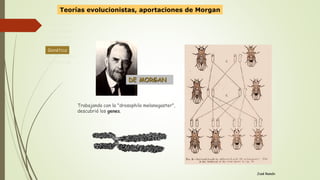 Antecedente
Lamarckismo
Evolucionismo
Darwinismo
Genética
Neodarwinismo
Alternativas
Genética
José Ramón
Trabajando con la "drosophila melanogaster",
descubrió los genes.
DE MORGAN
Teorías evolucionistas, aportaciones de Morgan
 