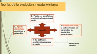 Teorías de la evolución: neodarwinismo
mutación
1.- Aporta
variabilidad
genética a la
población
2.- Puede ser beneficiosa
o perjudicial respecto del
medio
3.- Selección natural,
si es beneficiosa se
transmite a las
siguientes
generaciones
4.- La población
resulta más adaptada
al medio Produciendo
cambios
 