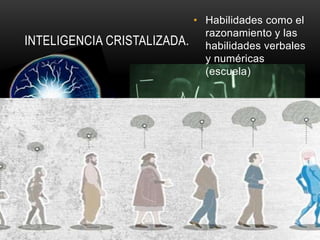 INTELIGENCIA CRISTALIZADA.
• Habilidades como el
razonamiento y las
habilidades verbales
y numéricas
(escuela)
 