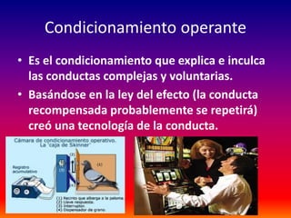 Condicionamiento operante
• Es el condicionamiento que explica e inculca
  las conductas complejas y voluntarias.
• Basándose en la ley del efecto (la conducta
  recompensada probablemente se repetirá)
  creó una tecnología de la conducta.
 