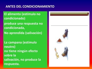 ANTES DEL CONDICIONAMIENTO

El alimento (estímulo no
condicionado)
produce una respuesta no
condicionada,
No aprendida (salivación)

La campana (estímulo
neutro)
no tiene ningún efecto
sobre la
salivación, no produce la
respuesta.
 