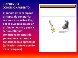DESPUES DEL
CONDICIONAMIENTO
El sonido de la campana
es capaz de generar la
respuesta de salivación,
por lo que deja de ser un
estímulo neutro y pasa a
ser un estímulo
condicionado capaz de
generar una respuesta
condicionada o aprendida
(salivación ante el sonido
de la campana)
 