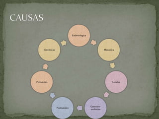 Embriologica

Sistemicas

Mecanica

Prenatales

Locales

Postnatales

Geneticoevolutiva

 