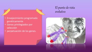 El punto de vista
evolutivo
• Envejecimiento programado
genéticamente
• Genes privilegiados por
selección
• perpetuación d...