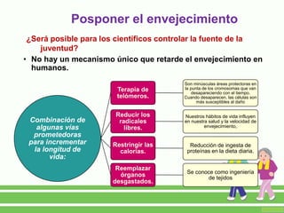 Posponer el envejecimiento
• No hay un mecanismo único que retarde el envejecimiento en
humanos.
¿Será posible para los científicos controlar la fuente de la
juventud?
Combinación de
algunas vías
prometedoras
para incrementar
la longitud de
vida:
Terapia de
telómeros.
Son minúsculas áreas protectoras en
la punta de los cromosomas que van
desapareciendo con el tiempo.
Cuando desaparecen, las células son
más susceptibles al daño
Reducir los
radicales
libres.
Nuestros hábitos de vida influyen
en nuestra salud y la velocidad de
envejecimiento,
Restringir las
calorías.
Reducción de ingesta de
proteínas en la dieta diaria.
Reemplazar
órganos
desgastados.
Se conoce como ingeniería
de tejidos
 
