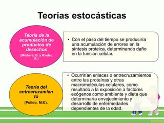 Teorías estocásticas
• Con el paso del tiempo se produciría
una acumulación de errores en la
síntesis proteica, determinando daño
en la función celular.
Teoría de la
acumulación de
productos de
desechos
(Mishara, B. y Riedel,
R.)
• Ocurrirían enlaces o entrecruzamientos
entre las proteínas y otras
macromoléculas celulares, como
resultado a la exposición a factores
exógenos como ambiente y dieta que
determinaría envejecimiento y
desarrollo de enfermedades
dependientes de la edad.
Teoría del
entrecruzamien
to
(Pulido, M:E).
 