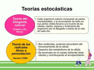 Teorías estocásticas
• Cada organismo estaría compuesto de partes
irremplazables, y la acumulación de daño en
sus partes vitales llevaría a la muerte de las
células, tejidos, órganos y finalmente del
organismo por el desgaste o estrés de la vida
de cada día.
Teoría del
Desgaste
natural
(Catele y Du
Nouy)
• Son moléculas, producto secundario del
funcionamiento de la célula.
• Desecho del metabolismo de la célula.
• Se acumulan en el cuerpo dañando otras
células y contribuyendo al envejecimiento
Teoría de los
radicales
libres o
peroxidación
Harman (1956)
 
