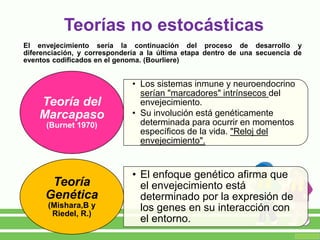 Teorías no estocásticas
El envejecimiento sería la continuación del proceso de desarrollo y
diferenciación, y correspondería a la última etapa dentro de una secuencia de
eventos codificados en el genoma. (Bourliere)
• Los sistemas inmune y neuroendocrino
serían "marcadores" intrínsecos del
envejecimiento.
• Su involución está genéticamente
determinada para ocurrir en momentos
específicos de la vida. "Reloj del
envejecimiento".
Teoría del
Marcapaso
(Burnet 1970)
• El enfoque genético afirma que
el envejecimiento está
determinado por la expresión de
los genes en su interacción con
el entorno.
Teoría
Genética
(Mishara,B y
Riedel, R.)
 