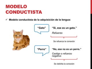 MODELO
CONDUCTISTA
“Gato” “Sí, ese es un gato.”
Refuerzo
“Perro” “No, ese no es un perro.”
Castigo o refuerzo
negativo
 Modelo conductista de la adquisición de la lengua:
Se refuerza la conexión
Se debilita la conexión
 