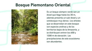 Es un boque siempre-verde son un
dosel que llega hasta los 30 m,
además presenta un sub-dosel y un
sotobosque muy denso. Los árboles
que se desarrollan en este bosque
son especies andinas y de los
territorios bajos de la Amazonía, y
se distribuyen entren los 600 y
1300 m de elevación. Las
precipitaciones de este ecosistema
son abundantes.
Bosque Piemontano Oriental
 