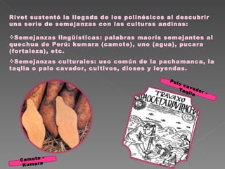 Rivet sustentó la llegada de los polinésicos al descubrir una serie de semejanzas con las culturas andinas: Semejanzas lingüísticas: palabras maorís semejantes al quechua de Perú: kumara (camote), uno (agua), pucara (fortaleza), etc.  Semejanzas culturales: uso común de la pachamanca, la taqlla o palo cavador, cultivos, dioses y leyendas. Palo cavador - Taqlla Camote - Kumara 