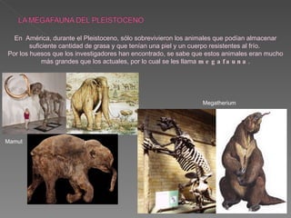 En  América, durante el Pleistoceno, sólo sobrevivieron los animales que podían almacenar suficiente cantidad de grasa y que tenían una piel y un cuerpo resistentes al frío.  Por los huesos que los investigadores han encontrado, se sabe que estos animales eran mucho más grandes que los actuales, por lo cual se les llama  megafauna . Mamut Megatherium 