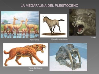 Caballo americano LA MEGAFAUNA DEL PLEISTOCENO Paleolama Tigre dientes de sable Lobo 