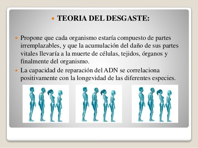 Teoría del desgaste: ¿Por qué envejecemos y cómo prevenirlo?_teoria_online Teoria del desgaste envejecimiento_teoria_online