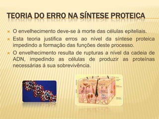 TEORIA DO ERRO NA SÍNTESE PROTEICA
   O envelhecimento deve-se à morte das células epiteliais.
   Esta teoria justifica erros ao nível da síntese proteica
    impedindo a formação das funções deste processo.
   O envelhecimento resulta de rupturas a nível da cadeia de
    ADN, impedindo as células de produzir as proteínas
    necessárias á sua sobrevivência.
 