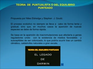TEORIA  DE  PUNTUALISTA O DEL EQUILIBRIO PUNTEADO Propuesta por Niles Eldredge y Stephen  J. Gould.  El proceso evolutivo no siempre se lleva a  cabo de forma lenta y gradual, sino que, en muchos casos la aparición de nuevas especies se debe de forma rápida. Se basa en la aparición de macromutaciones que afectaría a genes reguladores unido  con la existencia de medios favorables  y susceptibles de ser colonizado, lo que podría ocurrir tras un cambio climático, catástrofes naturales a gran escala, … 