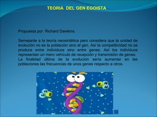 TEORIA  DEL GEN EGOISTA Propuesta por  Richard Dawkins.  Semejante a la teoría neosintética pero considera que la unidad de evolución no es la población sino el gen. Así la competitividad no se produce entre individuos sino entre genes. Así los individuos representan un mero vehículo de recepción y transmisión de genes. La finalidad última de la evolución sería aumentar en las poblaciones las frecuencias de unos genes respecto a otros. 