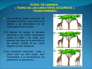 TEORIA  DE LAMARCK  ( TEORIA DE LOS CARACTERES ADQUIRIDOS o TRANSFORMISMO) Las primitivas jirafas provenían de antílopes primitivos, que vivían en la sabana y se alimentaban de las hojas bajas de las acacias. 2.En épocas de sequía, el alimento disminuía y las jirafas necesitaban estirar el cuello y las patas para alcanzar las hojas de la parte alta de las acacias. Debido al uso, estos órganos se iban alargando. 3.Los caracteres adquiridos, cuello y patas cada vez más largos, eran transmitidos a la descendencia de generación en generación. 
