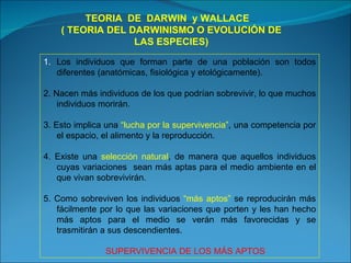TEORIA  DE  DARWIN  y WALLACE  ( TEORIA DEL DARWINISMO O EVOLUCIÓN DE LAS ESPECIES) Los individuos que forman parte de una población son todos diferentes (anatómicas, fisiológica y etológicamente). 2. Nacen más individuos de los que podrían sobrevivir, lo que muchos individuos morirán. 3. Esto implica una  “lucha por la supervivencia” , una competencia por el espacio, el alimento y la reproducción.  4. Existe una  selección natural , de manera que aquellos individuos cuyas variaciones  sean más aptas para el medio ambiente en el que vivan sobrevivirán. 5. Como sobreviven los individuos  “más aptos”  se reproducirán más fácilmente por lo que las variaciones que porten y les han hecho más aptos para el medio se verán más favorecidas y se trasmitirán a sus descendientes.    SUPERVIVENCIA DE LOS MÁS APTOS 